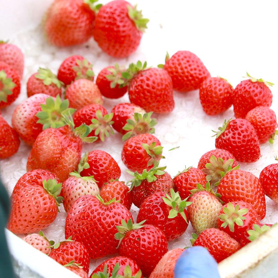 夏秋いちごサイダー