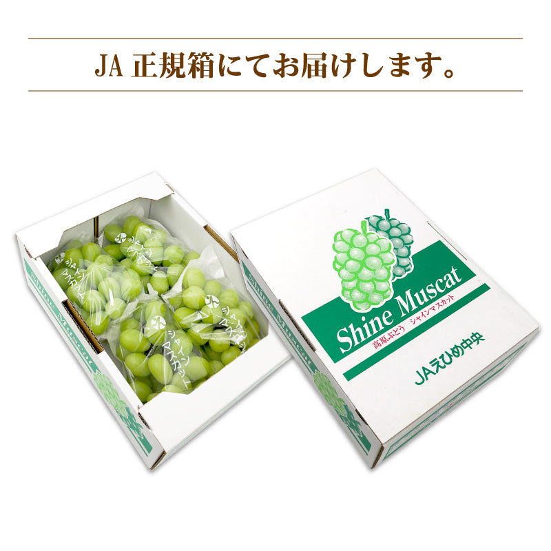 ※今季販売終了※【送料無料】愛媛県産「シャインマスカット(伊台高原ぶどう)」約2kg〈JA正規箱入〉