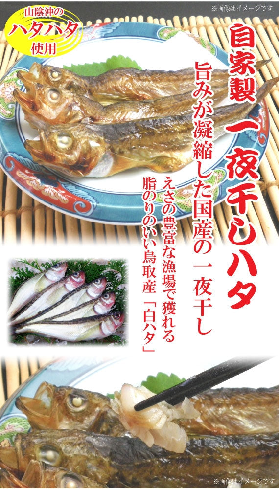 鳥取賀露港 一夜干しハタ 35~45入(約900g)