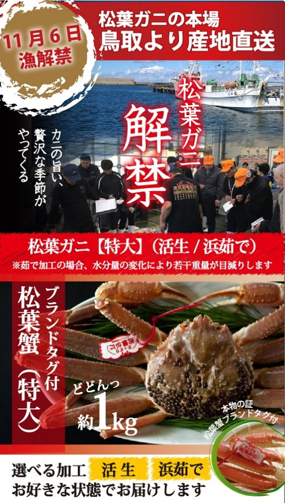 松葉ガニ漁解禁! 松葉ガニ 特大サイズ約1kg タグ付【生/茹で】