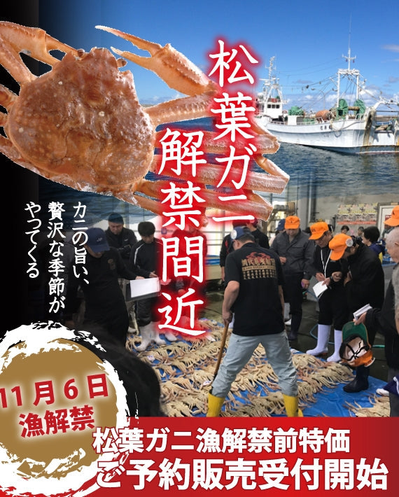 松葉ガニ漁解禁! 親ガニ(セコガニ)10枚セット【生/茹で】