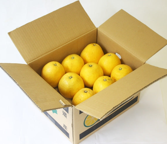 ■販売終了■河内晩柑の品種の中でも1番人気!”あいなんゴールド(河内晩柑)”約7.5kg 4L~2Lサイズ(12~18玉入)サイズ指定不可