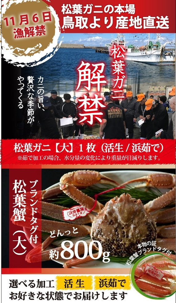 松葉ガニ漁解禁! 松葉ガニ 大サイズ800g前後 タグ付 【茹で】【活生】
