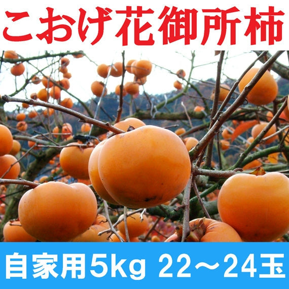 【鳥取特産】こおげ花御所柿 自家用5kg L~M 22~24玉【送料無料】【GI登録】【発送12月上旬】