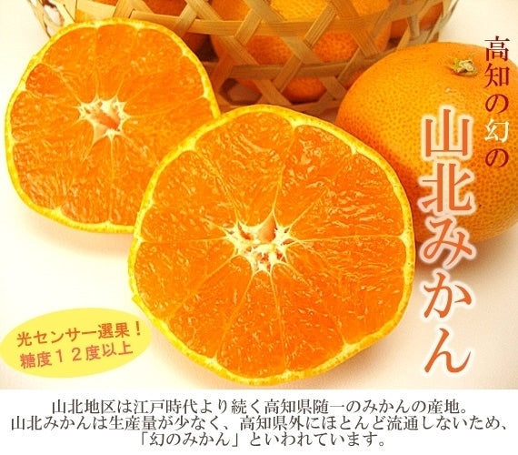 【送料込み】山北みかん Mサイズ秀品5kg