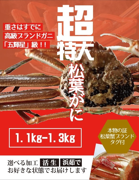 松葉ガニ 超特大サイズ約1.1-1.3kg タグ付【生/茹で】