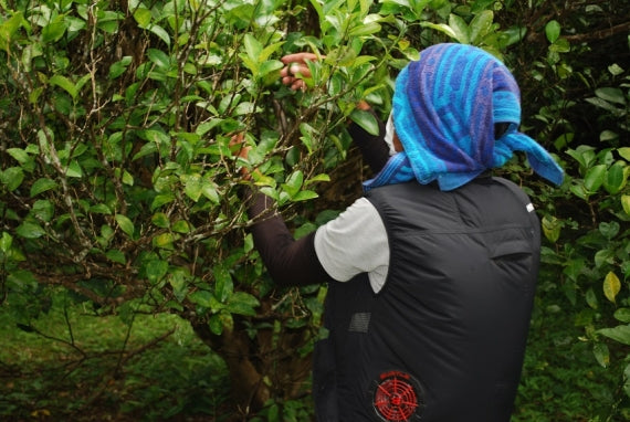 沖縄県産シークヮーサー果汁100%360ml(原液) 2本セット【送料無料】