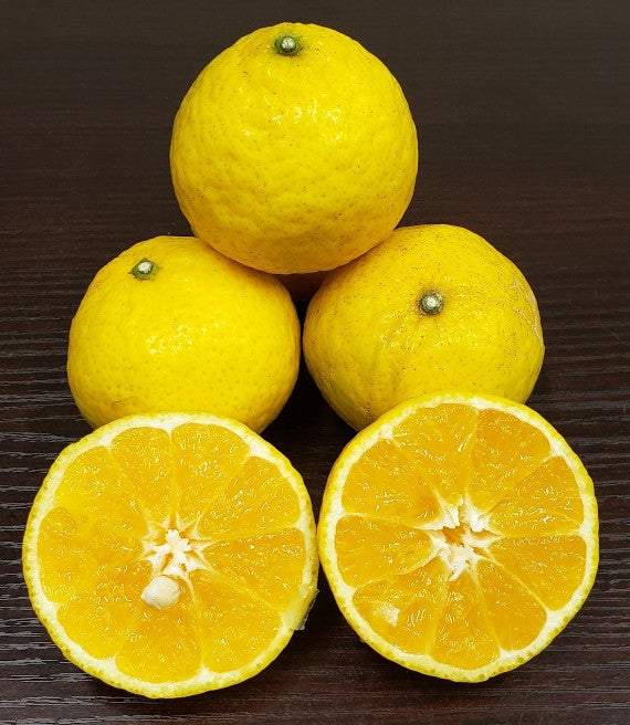 【販売終了】★希少品種★知る人ぞ知る幻の柑橘「媛小春」(家庭用)5kg サイズ不揃い・キズあり