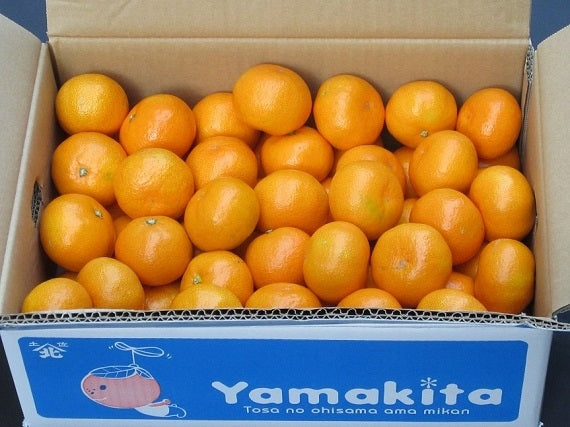 【送料込み】数量限定・山北みかん5kg秀品 興津早生(Sサイズ)