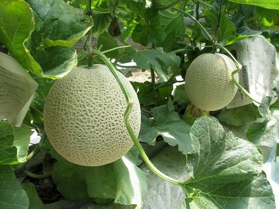 送料込み】北村さんのマスクメロンA品大玉 1玉入り | 47CLUB – 名産