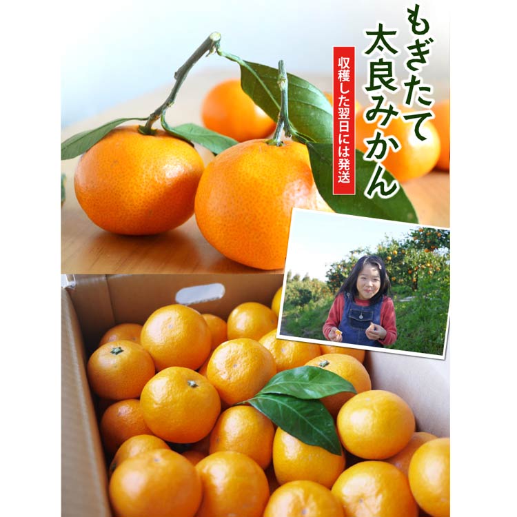 【新鮮直送!】★収穫後すぐに発送!★もぎたて太良みかん