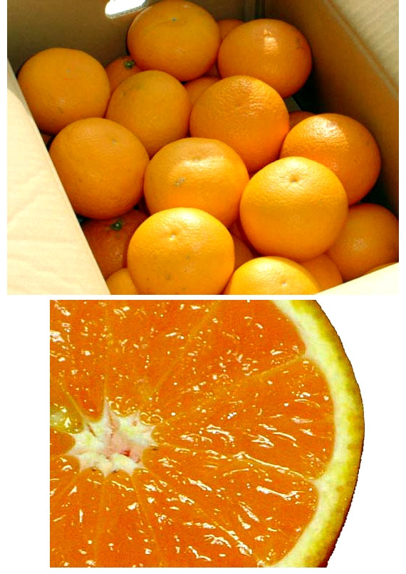 【販売終了】「愛媛県産」甘くてジューシー清見タンゴール 5kg 2L~Mサイズ(サイズ指定不可)を産地直送