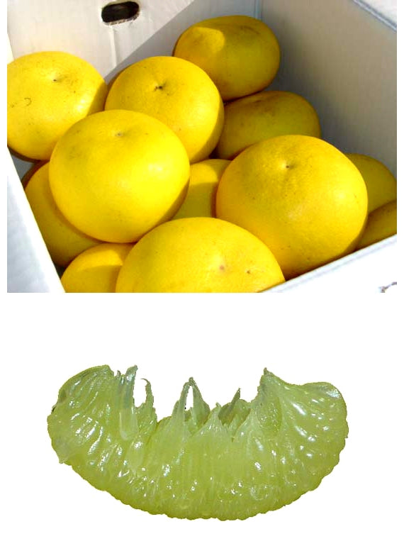 【販売終了】爽やかな早春の香り、プリップリ食感の土佐文旦 約10kg 4L~2Lサイズ(サイズ指定不可)