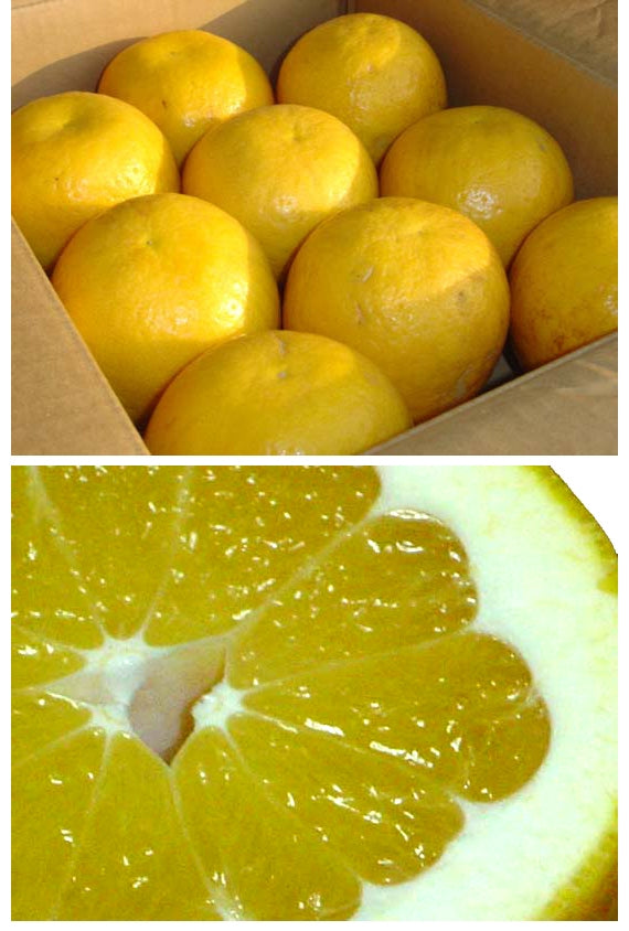 ■販売終了■「愛媛県産」初夏にぴったり♪文旦の突然変異で生まれた”美生(みしょう)ゴールド”約7.5kg 12~20玉