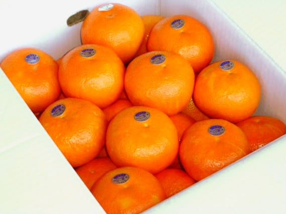 【販売終了】[愛媛県産]ジューシーで爽やかな香り♪柑橘の名産地ごご島いよかん9～10ｋｇ 4L～3Ⅼサイズ（サイズ指定不可）