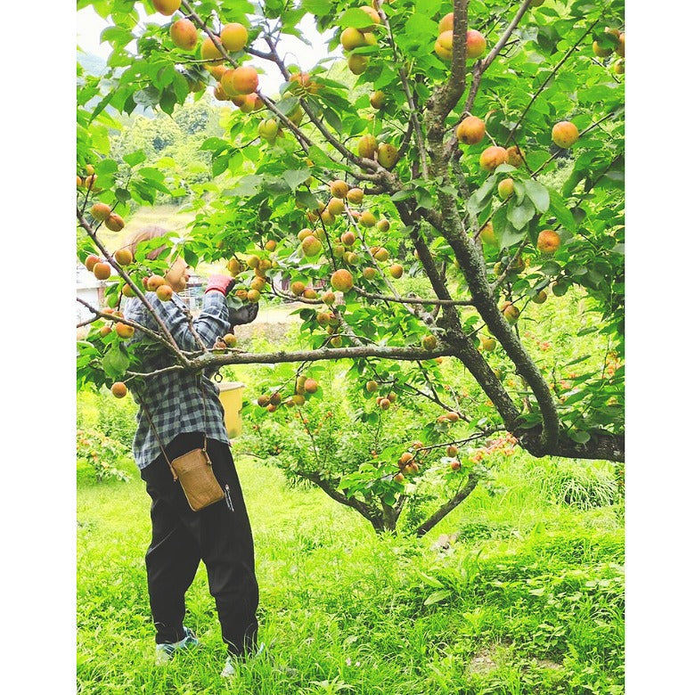 【送料無料】「愛媛のあんずジャム」4個セット、酸っぱさと旨みがギュッ!