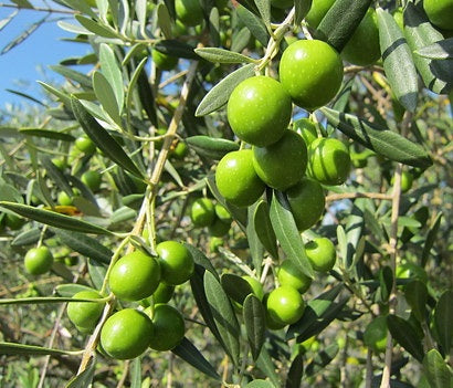 2025年秋収穫!!数量季節限定!!小豆島新漬けオリーブ