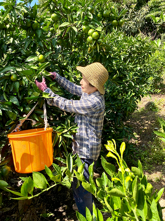 風の散歩道レモンケーキピースと珈琲・紅茶の詰め合わせ レモン ケーキ ピース5 個包装 ティーバッグ 5個 ドリップパック 2個 人気の可愛い張り箱に入れてお届け。お返しギフトに最適です! 父の日 スイーツセット 可愛い焼き菓子 焼菓子 お菓子セット 手作り 洋菓子詰合せ 贈答用お菓子 可愛い ケーキギフト 美味しいケーキ おしゃれ コーヒー ドリップ珈琲 絶品 出産 プレゼント