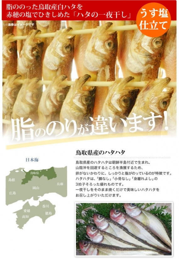 鳥取賀露港 一夜干しハタ 35~45入(約900g)