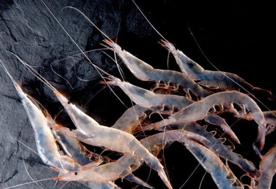 富山の新しい味  “白えび寿し”    日本テレビ系列『ヒルナンデス!』で紹介されました! (日本ギフト大賞2016 ふるさとギフト最高賞)