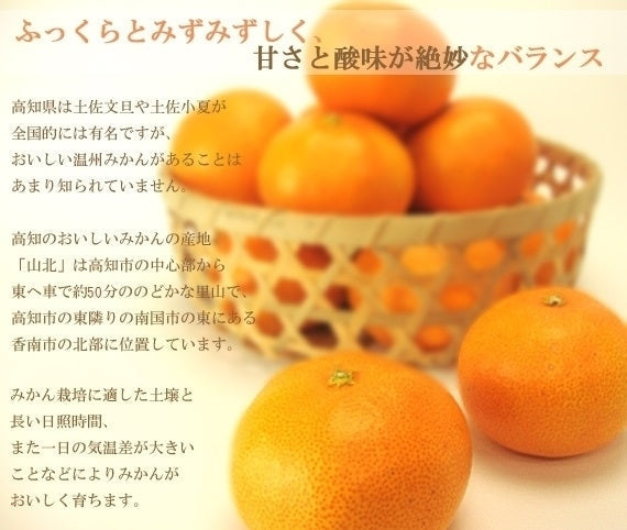 【送料込み】山北みかん Mサイズ秀品5kg