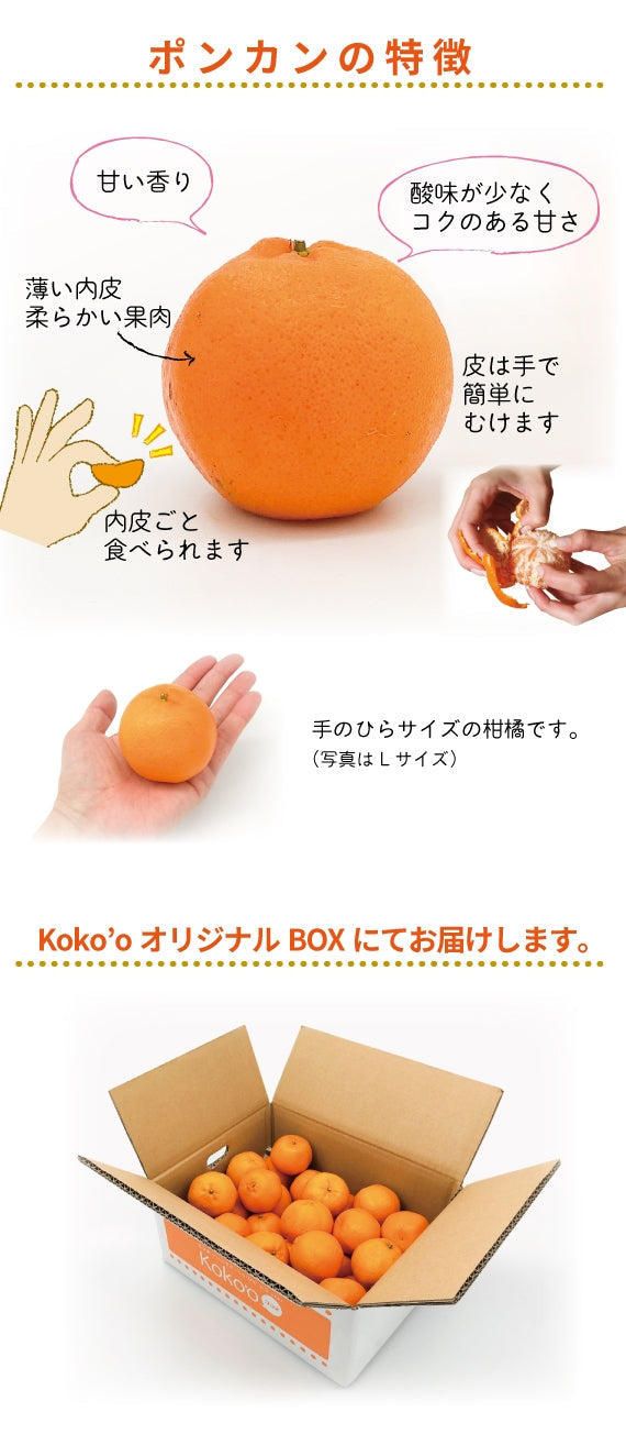 ※今季販売終了※【送料無料】愛媛県産「ポンカン」〈お試し〉約3kg ※発送は1月中を予定