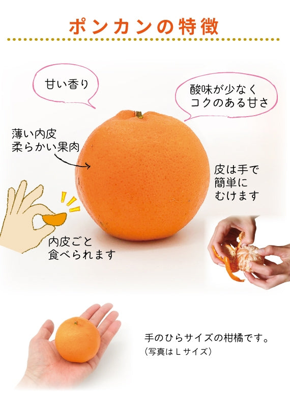 ※今季販売終了※【送料無料】愛媛県産「ポンカン」〈家庭用(優品)〉約5kg ※発送は1月中を予定