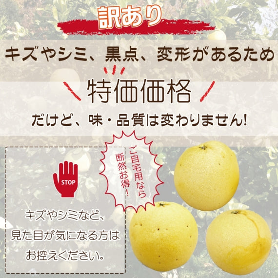 【訳あり】超お得!熊本特産品 "晩白柚" MLサイズ6玉=今シーズンの販売は終了しました=