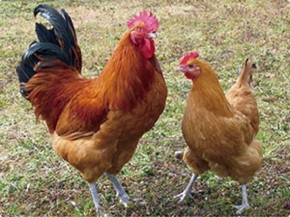 名古屋コーチン鶏ちゃん味噌味 4個セット(味噌味4個)