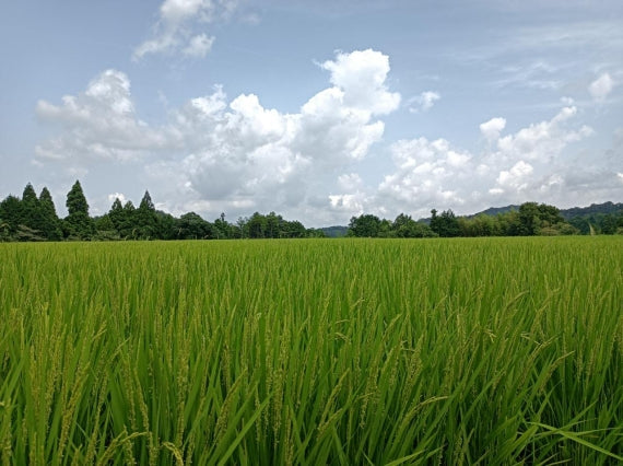 【ギフト】島根米食べ比べセット6㎏(各2kg入り・3種類)7年産新米【送料込み】