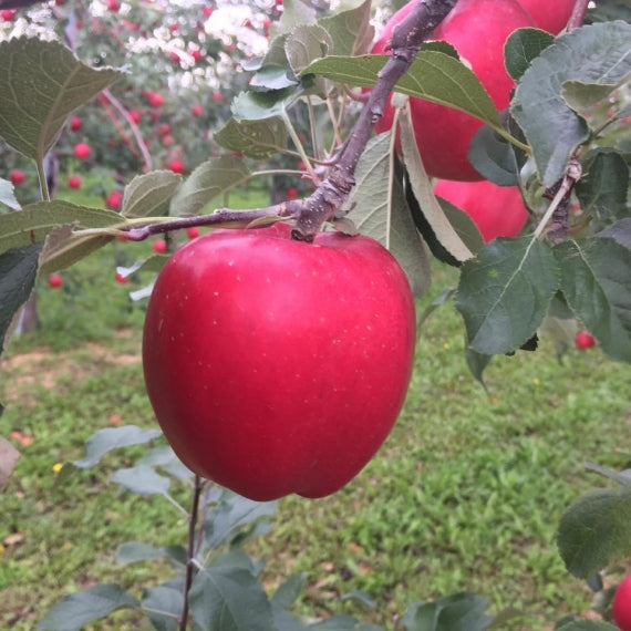 【予約受付中】紅将軍りんご約4kg