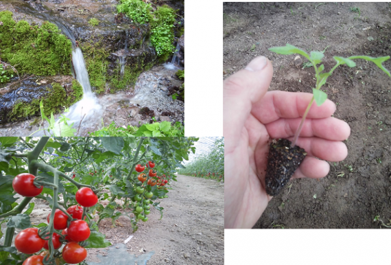 南麓郷の赤い果実 Minami トマトジュースレッド（1L×レッド12本）【送料無料】【 酒・ジュース・飲料 】
