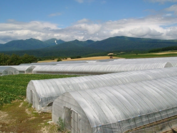 南麓郷の赤い果実 1.25KG ミナミ赤のみ簡易BOX 着日指定不可です。