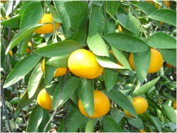 【販売中】■ご家庭用■「愛媛特産」味自慢ハウスみかん5kg(小~大サイズ混ざり)