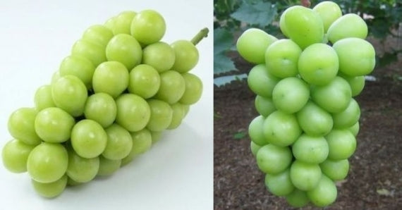 岡山県産 シャインマスカット【晴王】【特秀】1房(約1kg)JA全農おかやま