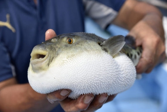 【豊後水道とらふぐ】ふぐ唐揚げ【3~4人前】【送料無料】北海道・沖縄は別途送料