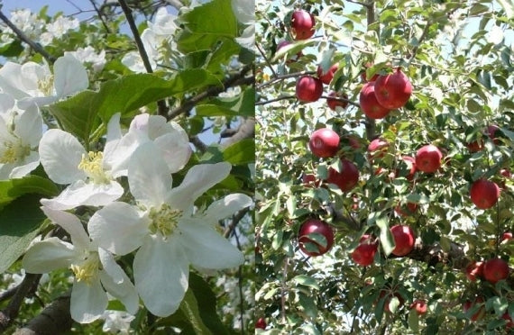 高徳(こうとく)山形県産 【蜜入りりんご】 8~11個 約2kg 林檎 リンゴ【お歳暮2052】【フルーツ】