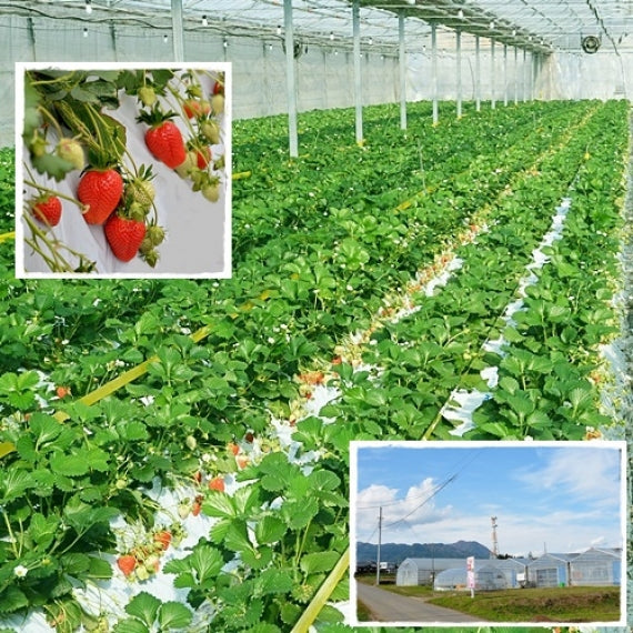 【予約受付中】やよいひめダブル(発送時期:2024年12月~)【送料込み】 群馬県