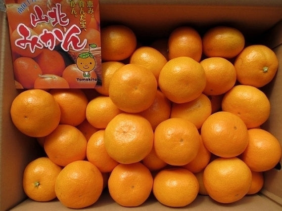 【送料込み】山北みかん Mサイズ秀品5kg