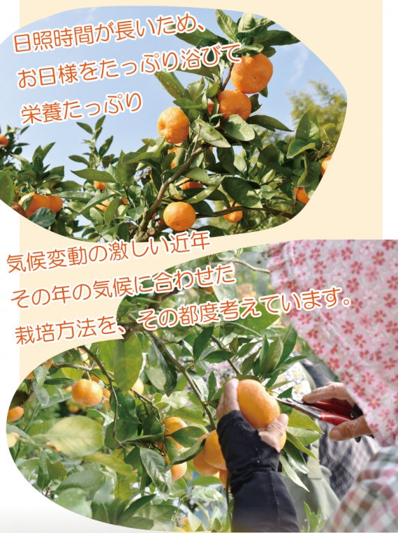 熊本県 産地直送!甘くて程よい酸味の『極早生みかん』 5㎏