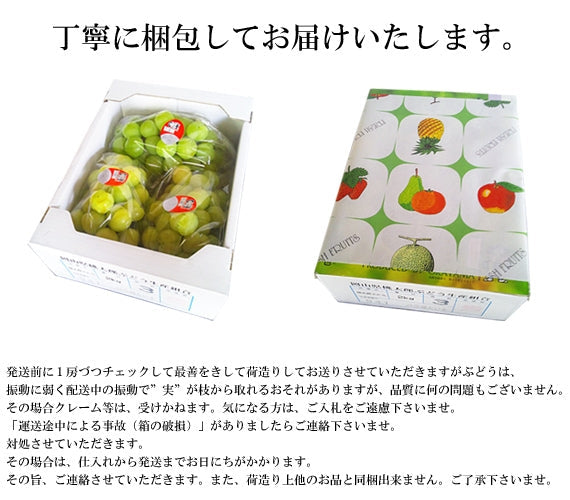【販売終了】一度食べたらクセになる!桃の形に似た大粒果実「桃太郎ぶどう」(3~5房入)