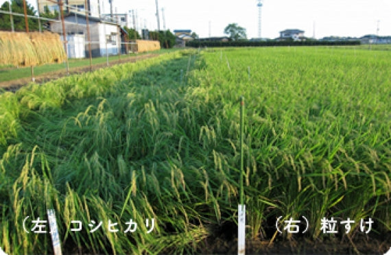 房総探訪：千葉県産 新品種米 「粒すけ」５ｋｇ 【米・野菜・惣菜】
