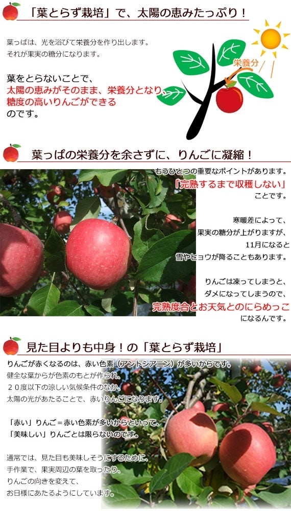 ★コールセンター用★★サンふじご家庭用中小玉3kg【送料込】【2025年度第8便】【期間限定】