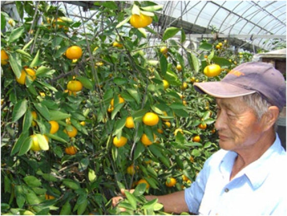 【販売終了】「愛媛特産」濃厚な甘さ・深い味わいハウスみかん 20玉(L)・24玉(M)・30玉(S)サイズ指定不可