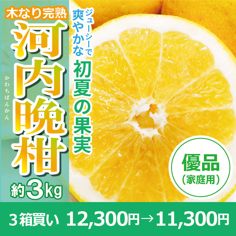※今季販売終了※【送料無料】木なり完熟!河内晩柑〈優品・家庭用〉約3kg