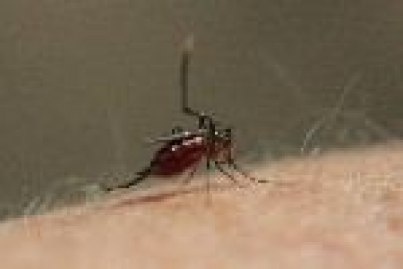 岩手県産木酢液 500ml お風呂 虫除け 防臭 送料別【3002】