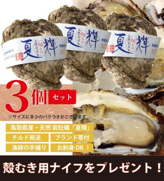 【極上ブランド「夏輝」】【天然の岩牡蠣】 漁師が素潜りで獲った天然岩牡蠣「夏輝」帯付 3個セット