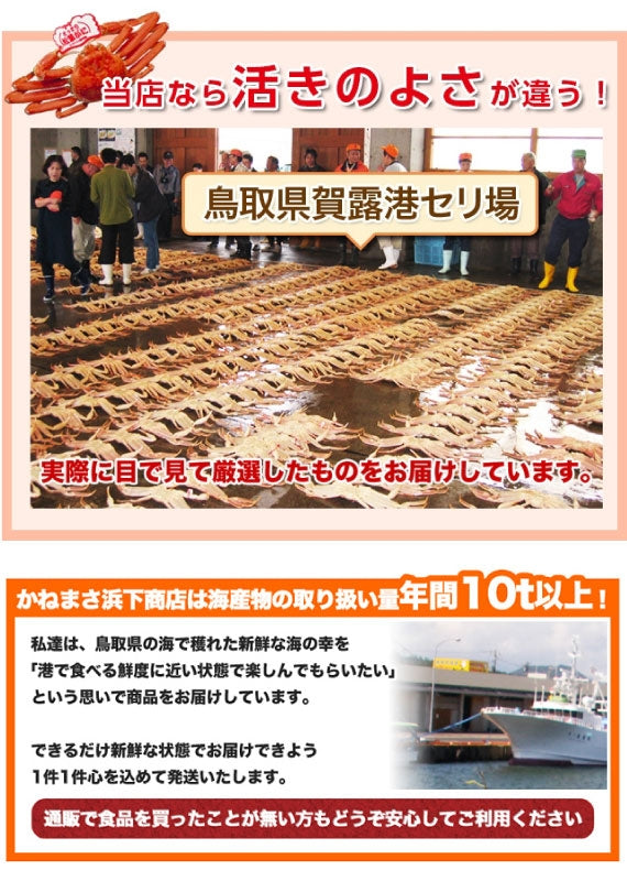 【先行ご予約販売】 【鳥取賀露港直送】 松葉がに(大中・生) 600g以上