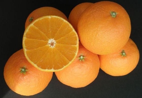 ★発送は12月上旬から★愛媛県産 紅まどんな【赤秀/匠と極】約1.5kg L~3L(5~8個入り)