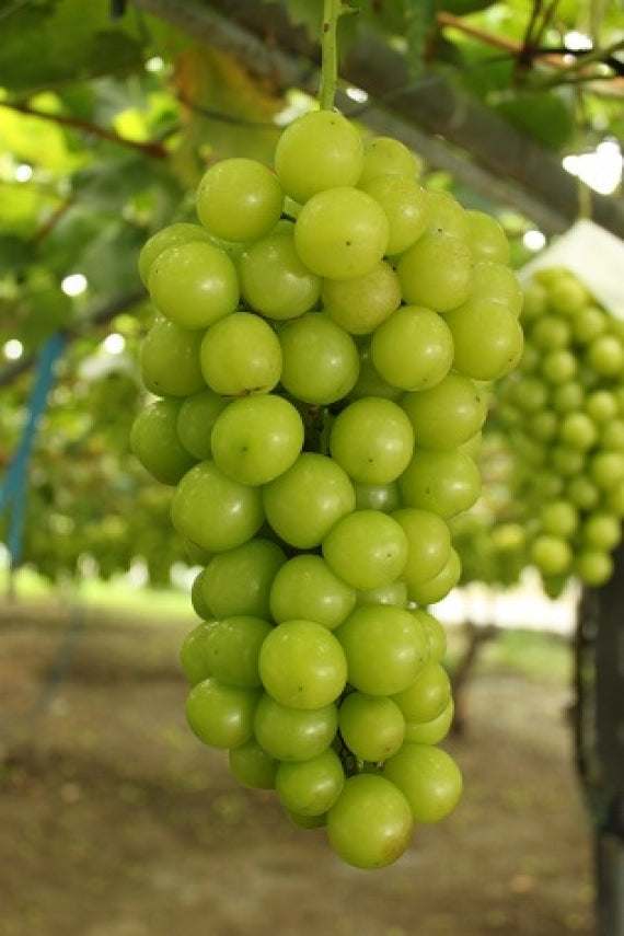 シャインマスカットスパークリングワイン 750ml【地域限定送料込】